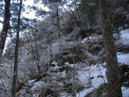 日本岳のコル辺りの樹氷